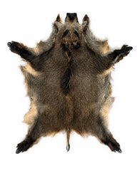 Echtes Wildschweinfell mit natürlicher Fell- und Borstenstruktur für Dekoration, Sammlungen und Naturkunde.