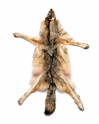 Echtes Wolfsfell