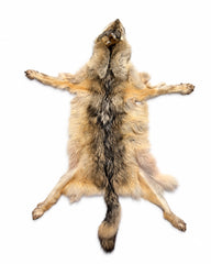Echtes Wolfsfell