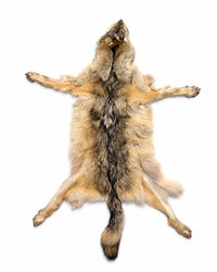 Echtes Wolfsfell