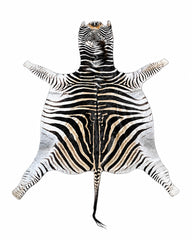 Echtes Zebrafell mit charakteristischer schwarz-weißer Zeichnung.