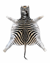 Echtes Zebrafell mit charakteristischer schwarz-weißer Zeichnung.