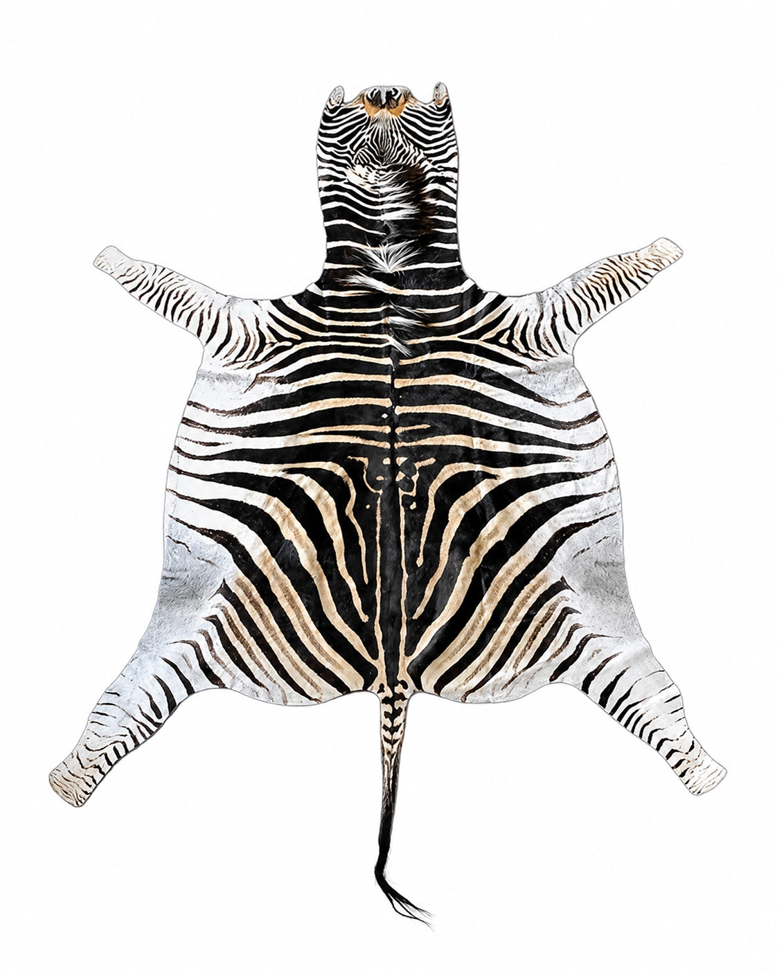 Echtes Zebrafell mit charakteristischer schwarz-weißer Zeichnung.