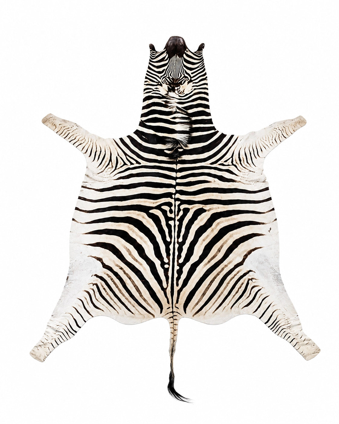 Echtes Zebrafell mit charakteristischer schwarz-weißer Zeichnung.