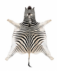 Echtes Zebrafell mit charakteristischer schwarz-weißer Zeichnung.