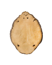 Echte Biberfelle kaufen bei Swisskulls – hochwertiges naturbelassenes Biberfell