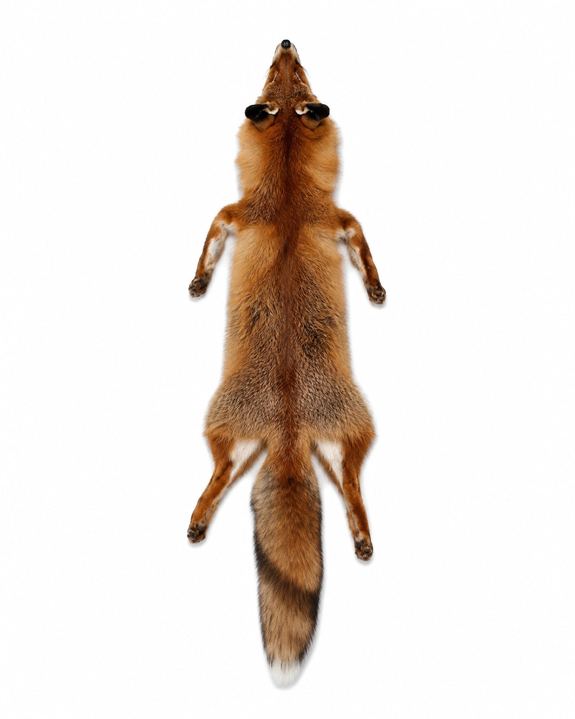 Fox Fur Open