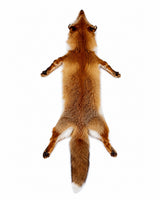 Rundes Fuchsfell vom Rotfuchs (Vulpes vulpes) als hochwertiges Naturprodukt.