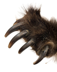 Grizzlybärenkralle
