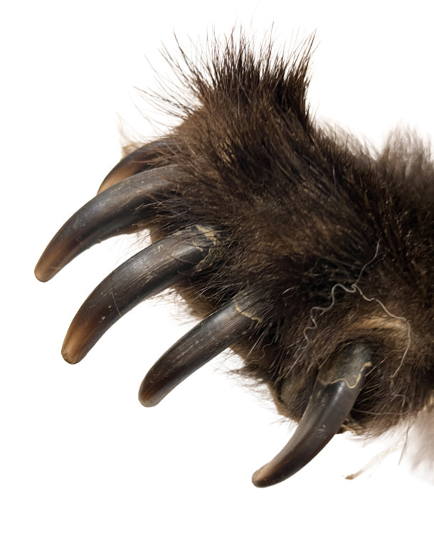 Grizzlybärenkralle