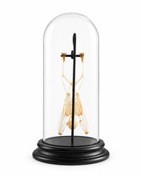 ava-Zwergfledermaus-Skelett, kopfüber an einer schwarzen Metallhalterung unter Glas hängend.