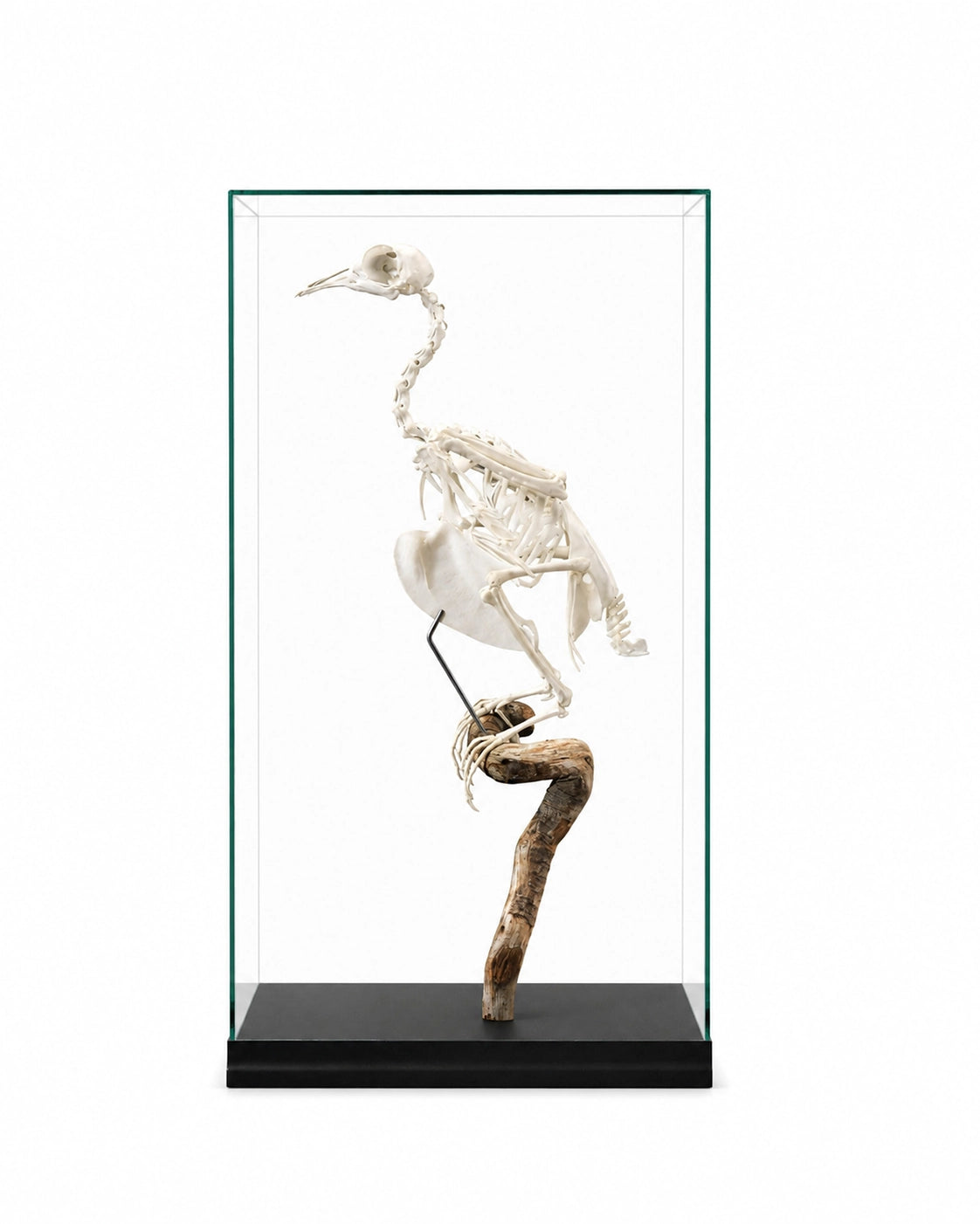 Echtes, professionell präpariertes Ringeltaube Skelett (Columba palumbus) mit vollständig erhaltener Knochenstruktur und detailreicher anatomischer Darstellung.