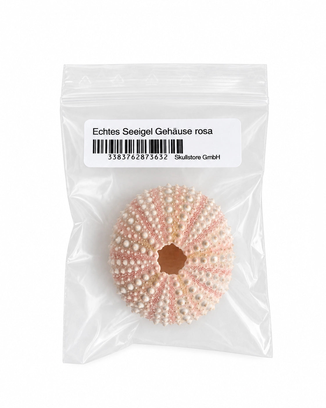 Echtes Seeigel Gehäuse rosa
