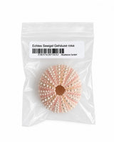 Echtes Seeigel Gehäuse rosa