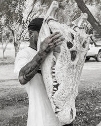 XXL Grosse Krokodil Schädel kaufen bei SWISSskulls