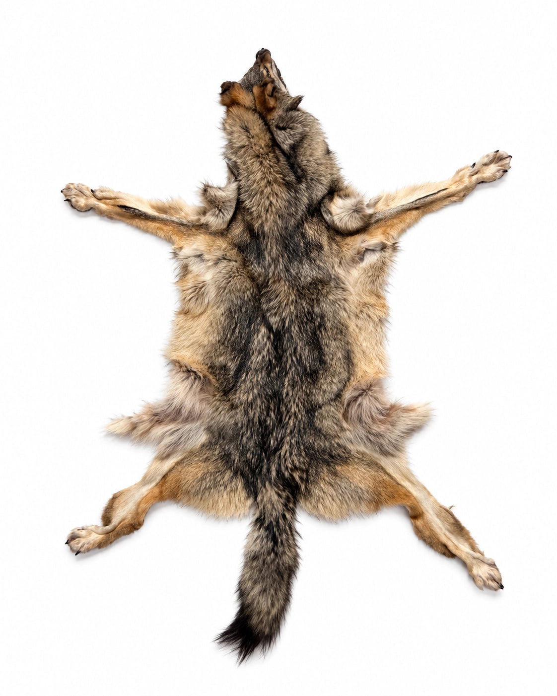 Echtes Wolfsfell mit Kopf, Pfoten und Schwanz kaufen bei SWISSskulls 