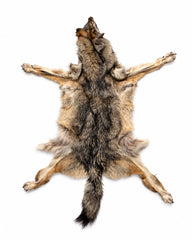 Echtes Wolfsfell mit Kopf, Pfoten und Schwanz kaufen bei SWISSskulls 