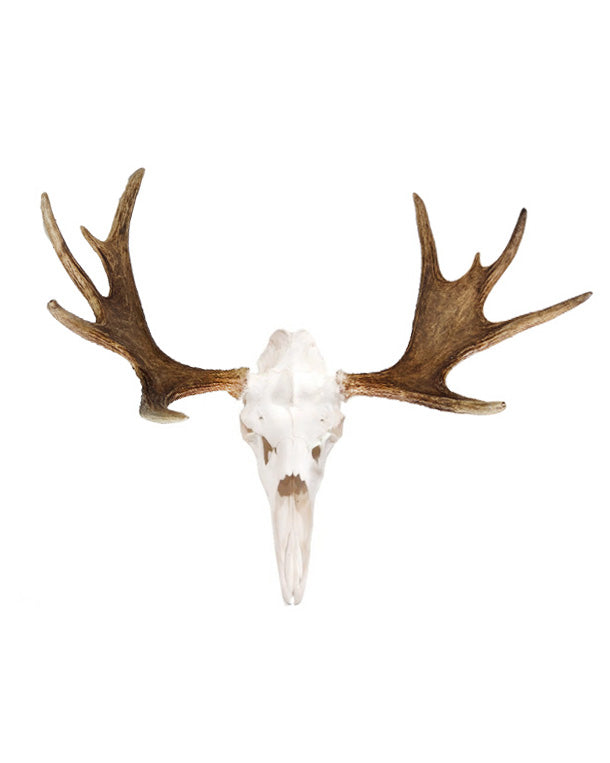 Real European Elk Skull