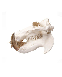 Real hippopotamus skull