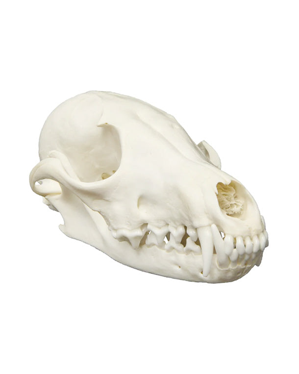 Real Red Fox Skull