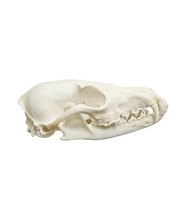 Real Red Fox Skull