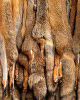 Fuchsfelle, Schweife & Decken kaufen bei SWISSskulls International. Fuchsbälge professionell gerben lassen – dein Online-Händler aus der Schweiz.