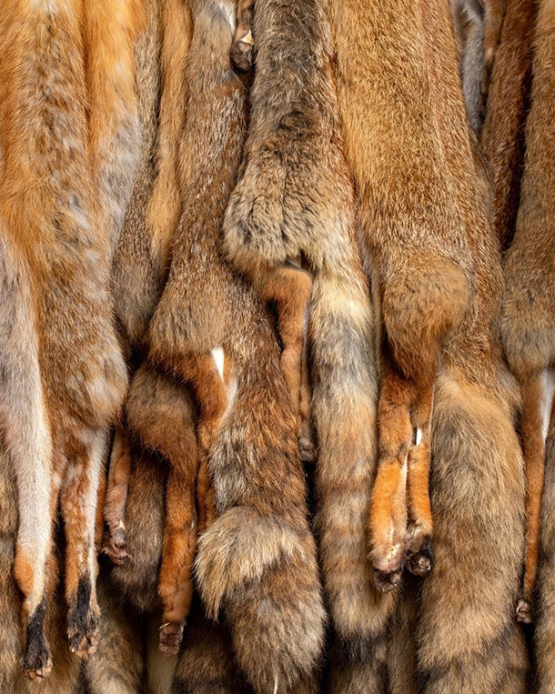 Fuchsfelle, Schweife & Decken kaufen bei SWISSskulls International. Fuchsbälge professionell gerben lassen – dein Online-Händler aus der Schweiz.