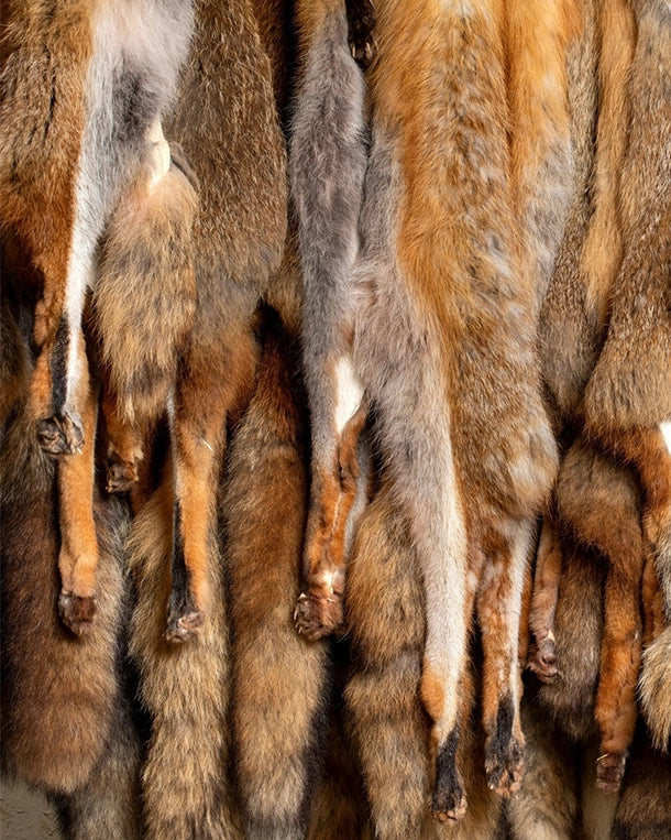 Fuchsfelle, Schweife & Decken kaufen bei SWISSskulls International. Fuchsbälge professionell gerben lassen – dein Online-Händler aus der Schweiz.