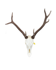 Echte Rothirsch Schädel