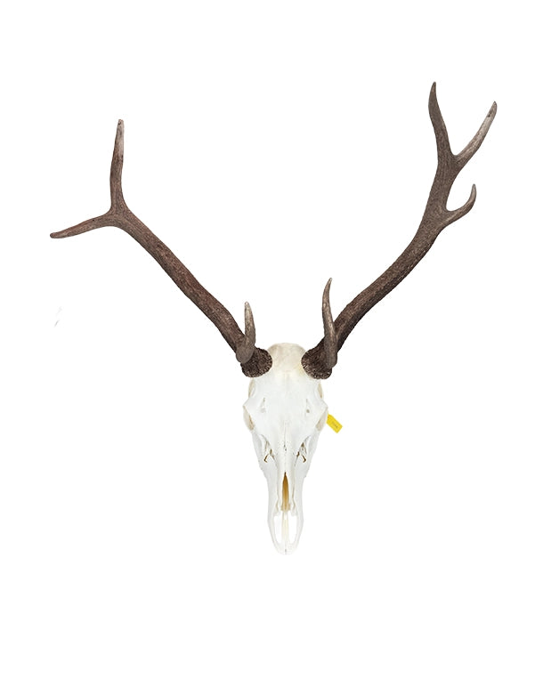 Echte Rothirsch Schädel
