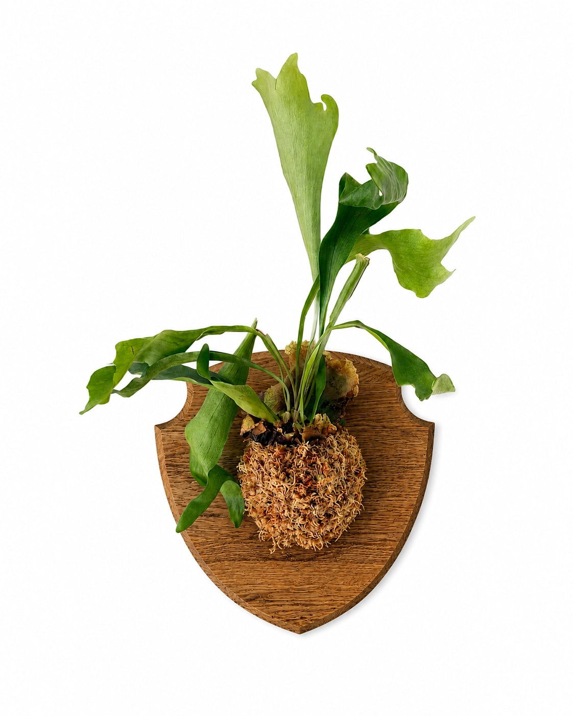 Platycerium authentique