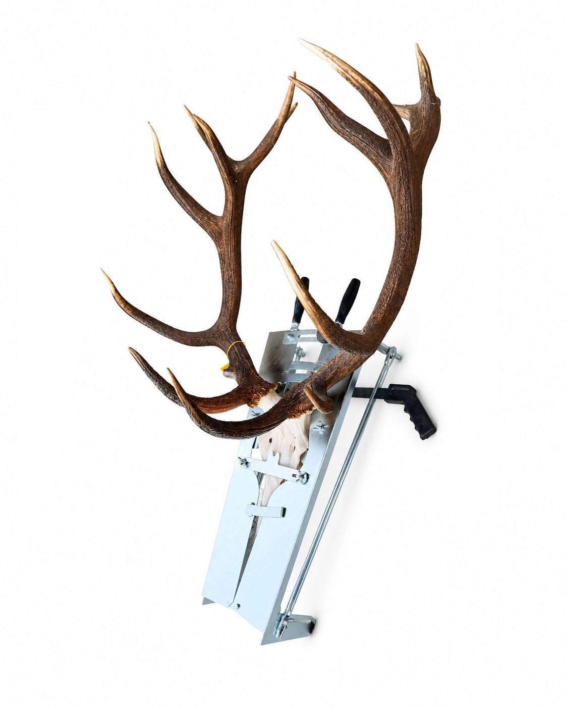 Schädelsäge für Rothirsch-, Damhirsch- und Sikahirsch-Trophäen.