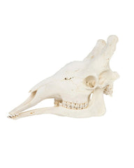 Real Giraffe Skull