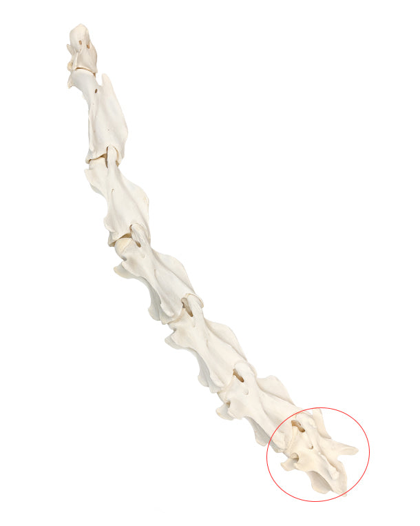 Echter Giraffen Halswirbel