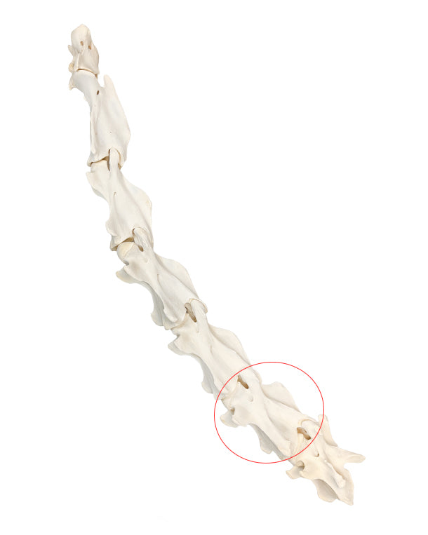 Echter Giraffen Halswirbel