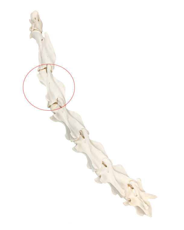 Echter Giraffen Halswirbel