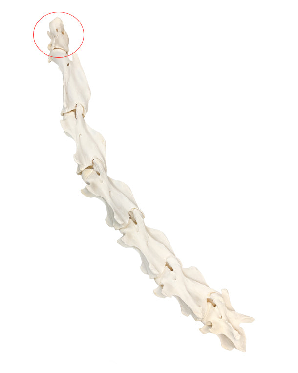 Echter Giraffen Halswirbel (Atlas Knochen)