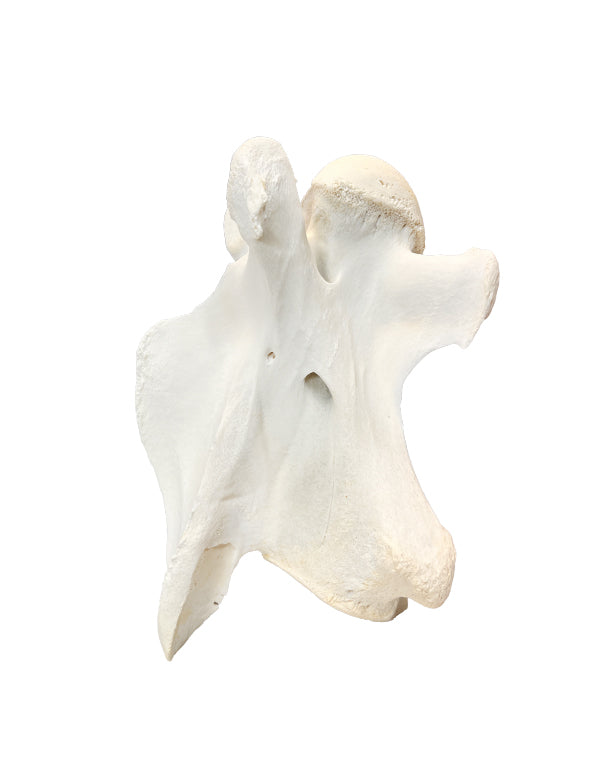 Echter Giraffen Halswirbel