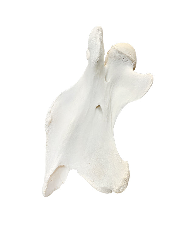 Echter Giraffen Halswirbel