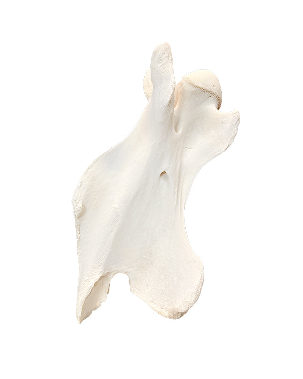 Echter Giraffen Halswirbel