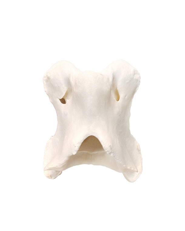 Echter Giraffen Halswirbel (Atlas Knochen)