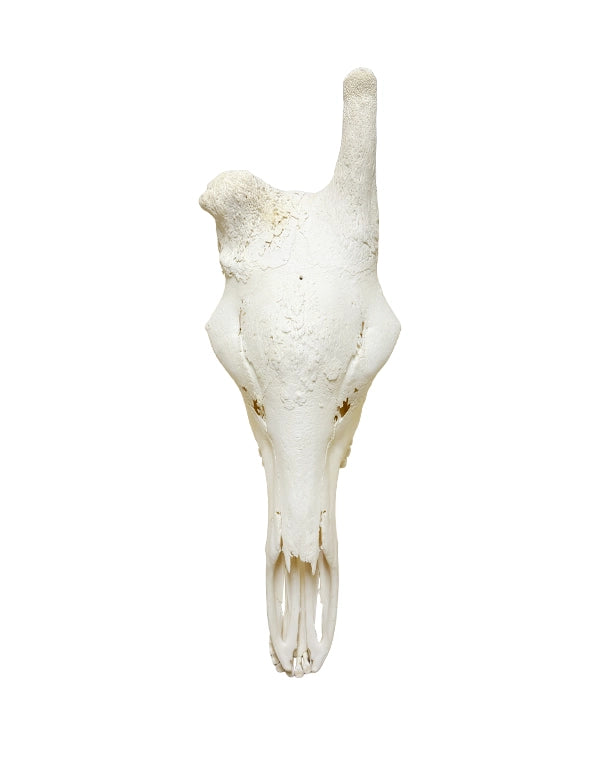 Echter Schädel der Nördlichen Giraffe (Giraffa camelopardalis) – detailreich präpariert, natürliche Knochenstruktur, ideal für Sammler und Studienobjekte. Original Giraffenschädel jetzt bei SwissSkulls kaufen.