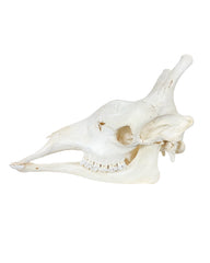 Echter Schädel der Nördlichen Giraffe (Giraffa camelopardalis) – detailreich präpariert, natürliche Knochenstruktur, ideal für Sammler und Studienobjekte. Original Giraffenschädel jetzt bei SwissSkulls kaufen.