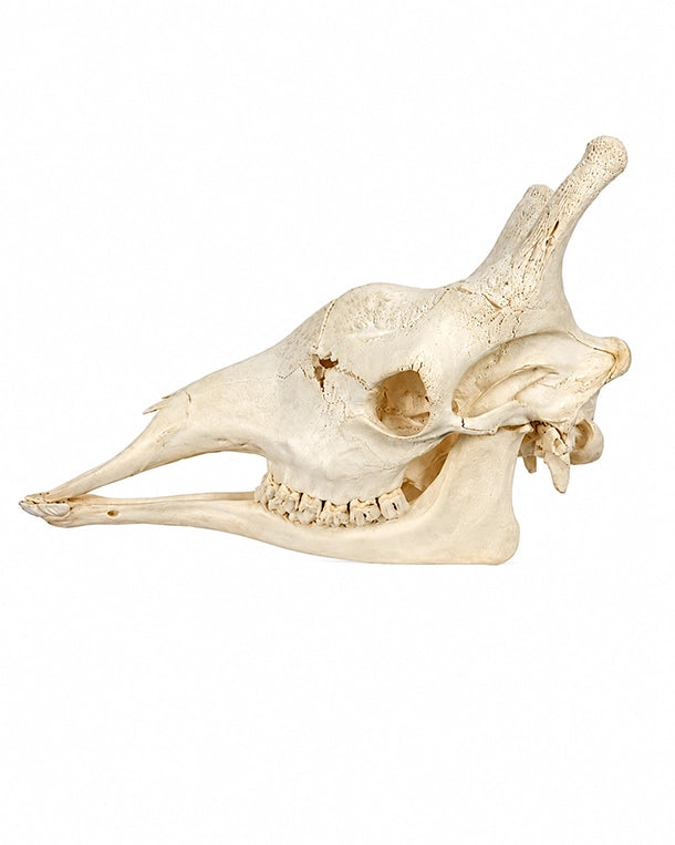 Echter Schädel der Nördlichen Giraffe (Giraffa camelopardalis) – detailreich präpariert, natürliche Knochenstruktur, ideal für Sammler und Studienobjekte. Original Giraffenschädel jetzt bei SwissSkulls kaufen.