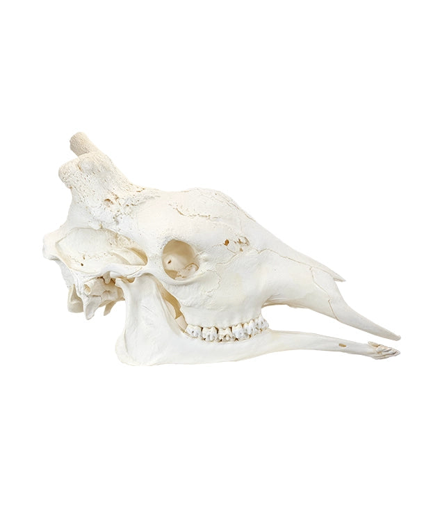 Echter Schädel der Nördlichen Giraffe (Giraffa camelopardalis) – detailreich präpariert, natürliche Knochenstruktur, ideal für Sammler und Studienobjekte. Original Giraffenschädel jetzt bei SwissSkulls kaufen.