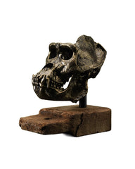 replica gorilla skull