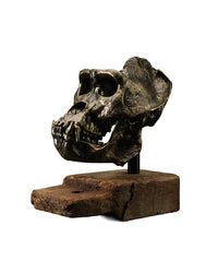 replica gorilla skull