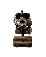 replica gorilla skull