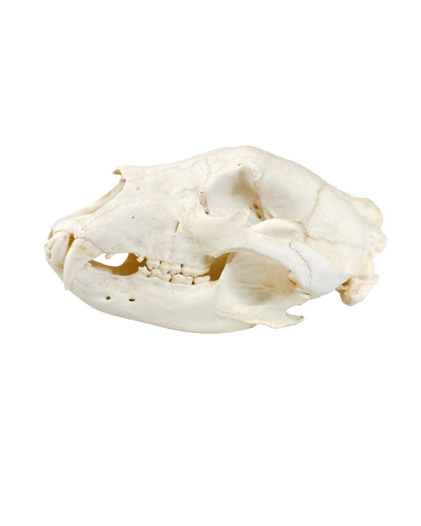 Real Grizzly Bear Skull