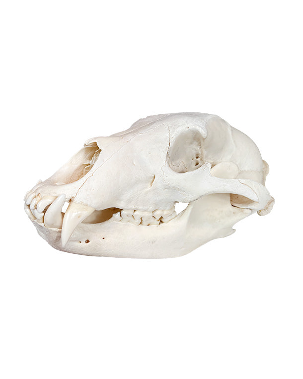 Real grizzly bear skull (young animal)